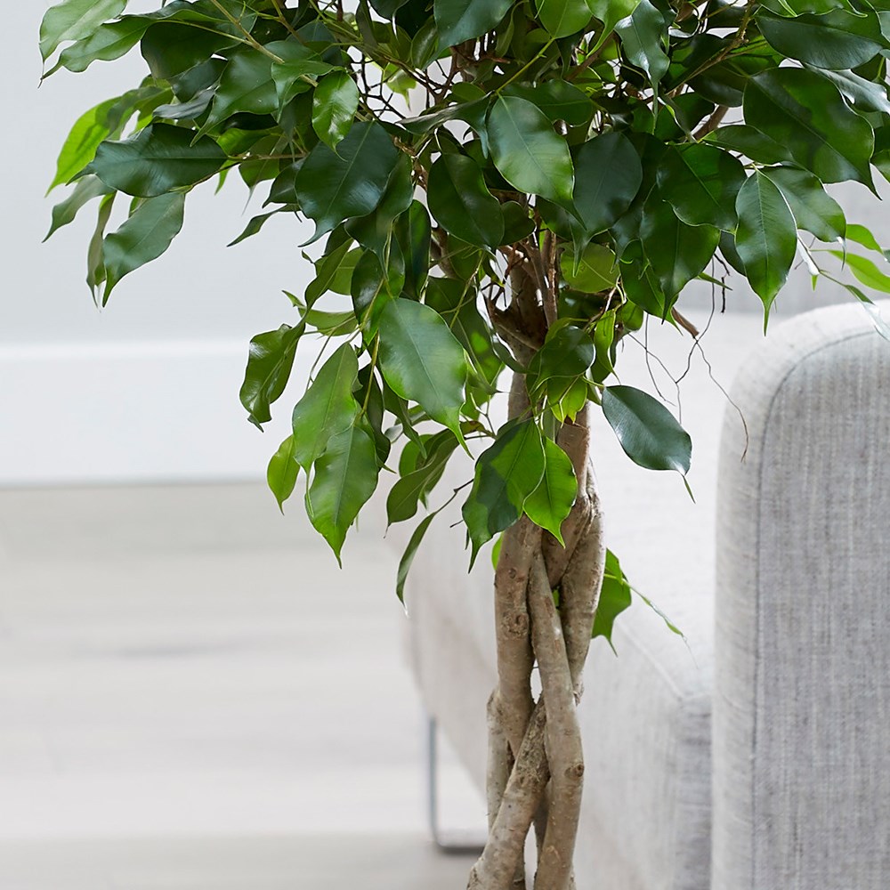 Ficus Benjamina Exotica | Weeping Fig