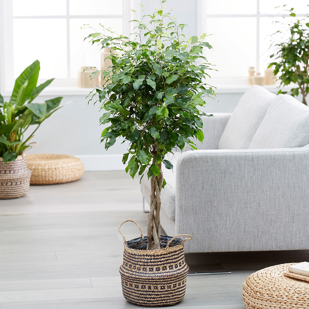Ficus Benjamina Exotica | Weeping Fig