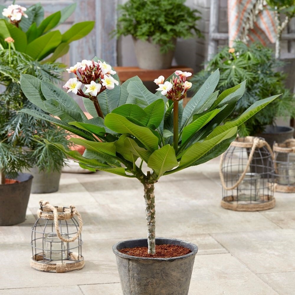 Plumeria Rubra Hawaiian Opal Pink | Frangipani