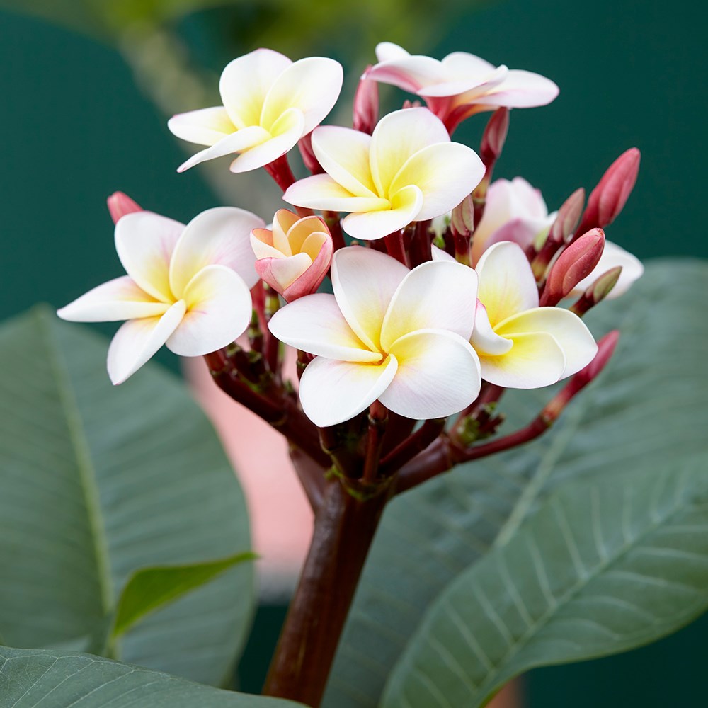 Plumeria Rubra Hawaiian Opal Pink | Frangipani