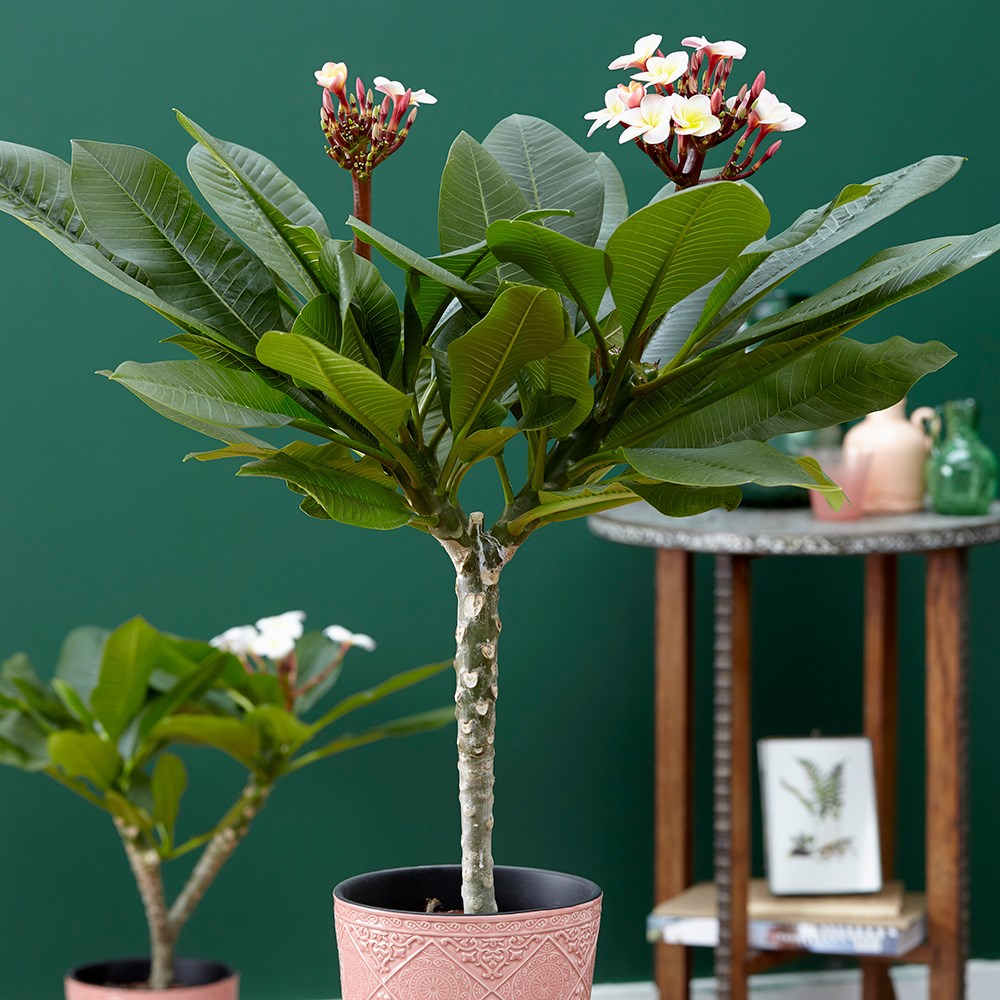 Plumeria Rubra Hawaiian Opal Pink | Frangipani