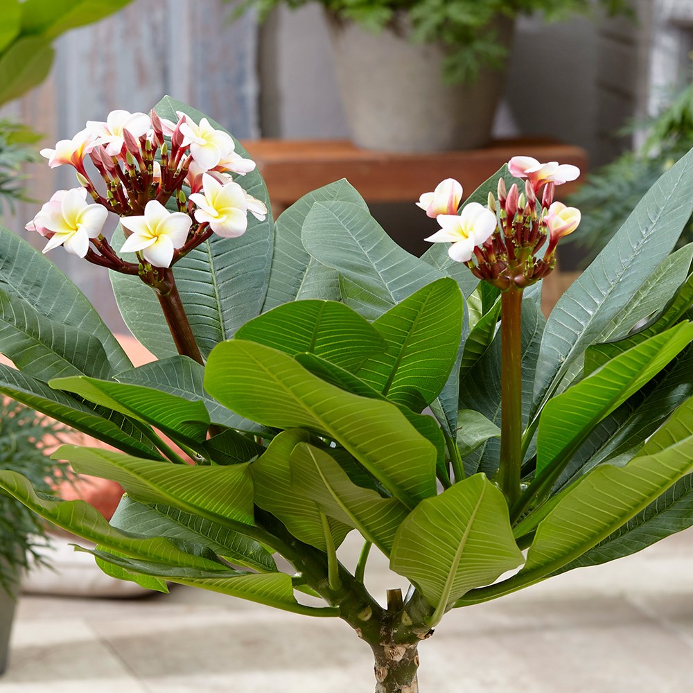 Plumeria Rubra Hawaiian Opal Pink | Frangipani