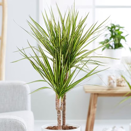 Dracaena Marginata Sunray | Dragon Tree