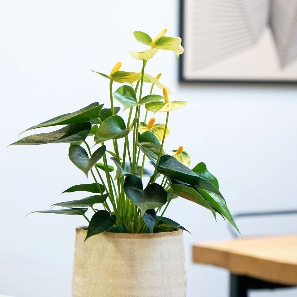 Anthurium Vanilla Champion | Flamingo Flower