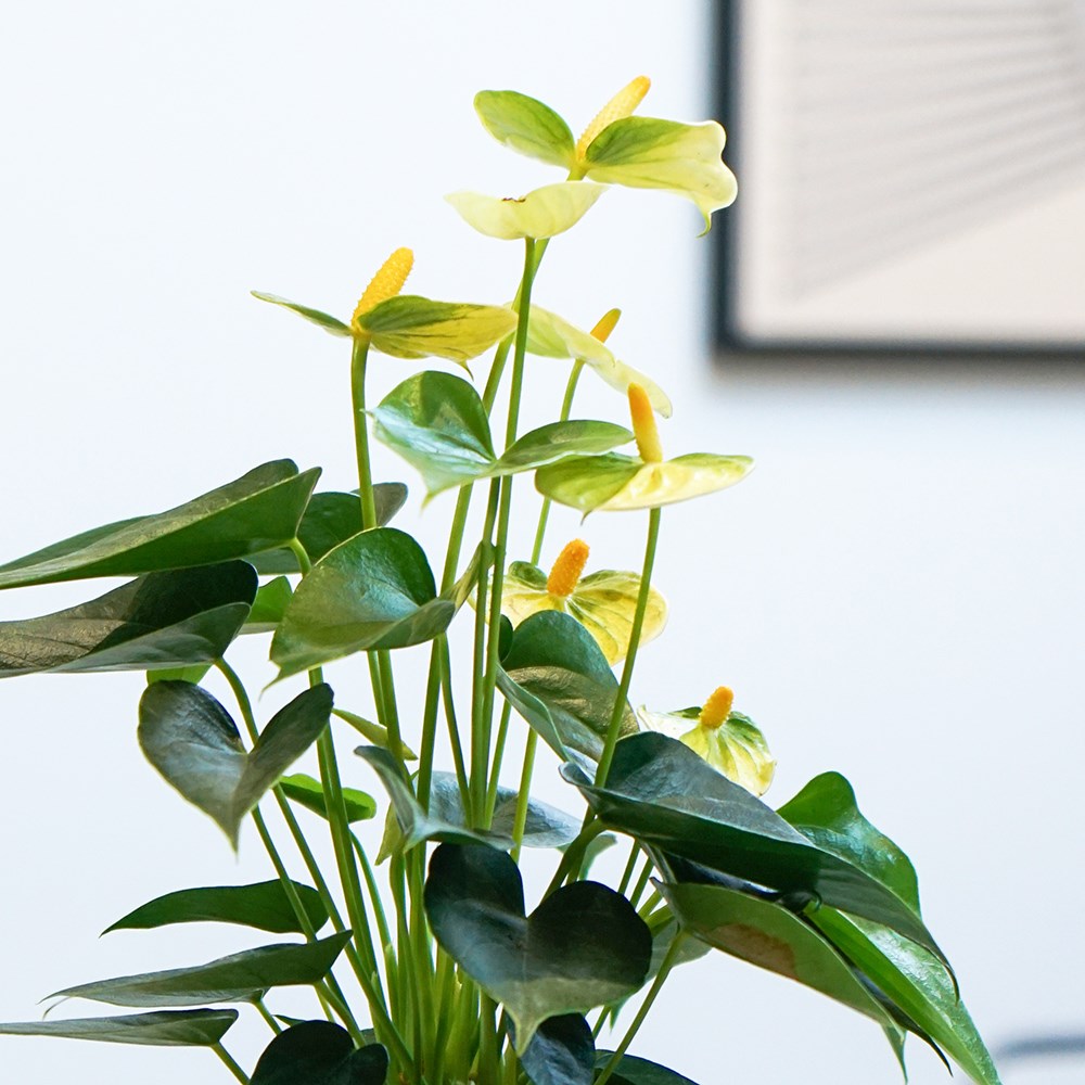 Anthurium Vanilla Champion | Flamingo Flower
