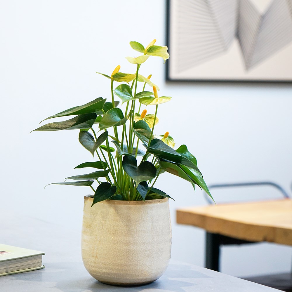 Anthurium Vanilla Champion | Flamingo Flower