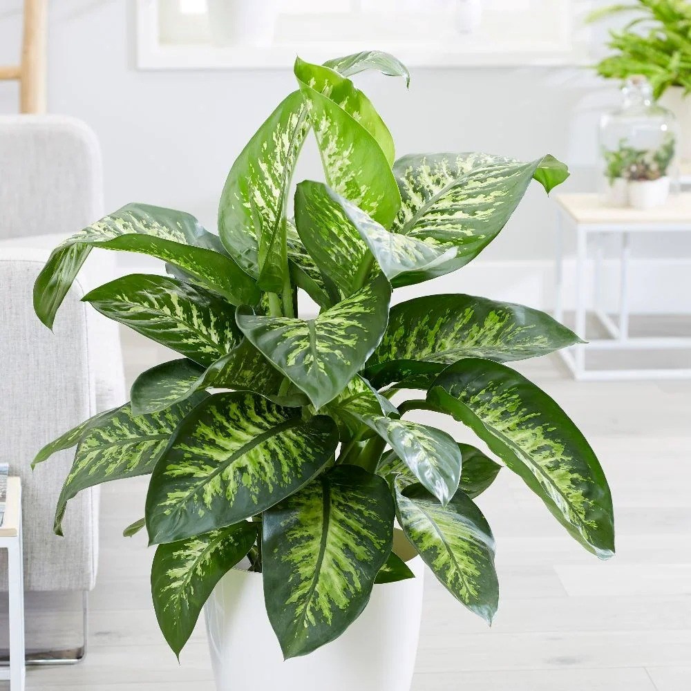 Dieffenbachia Tropic Snow | Dumb Cane