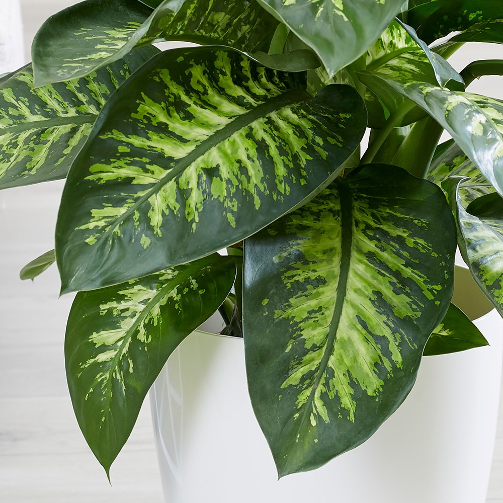 Dieffenbachia Tropic Snow | Dumb Cane