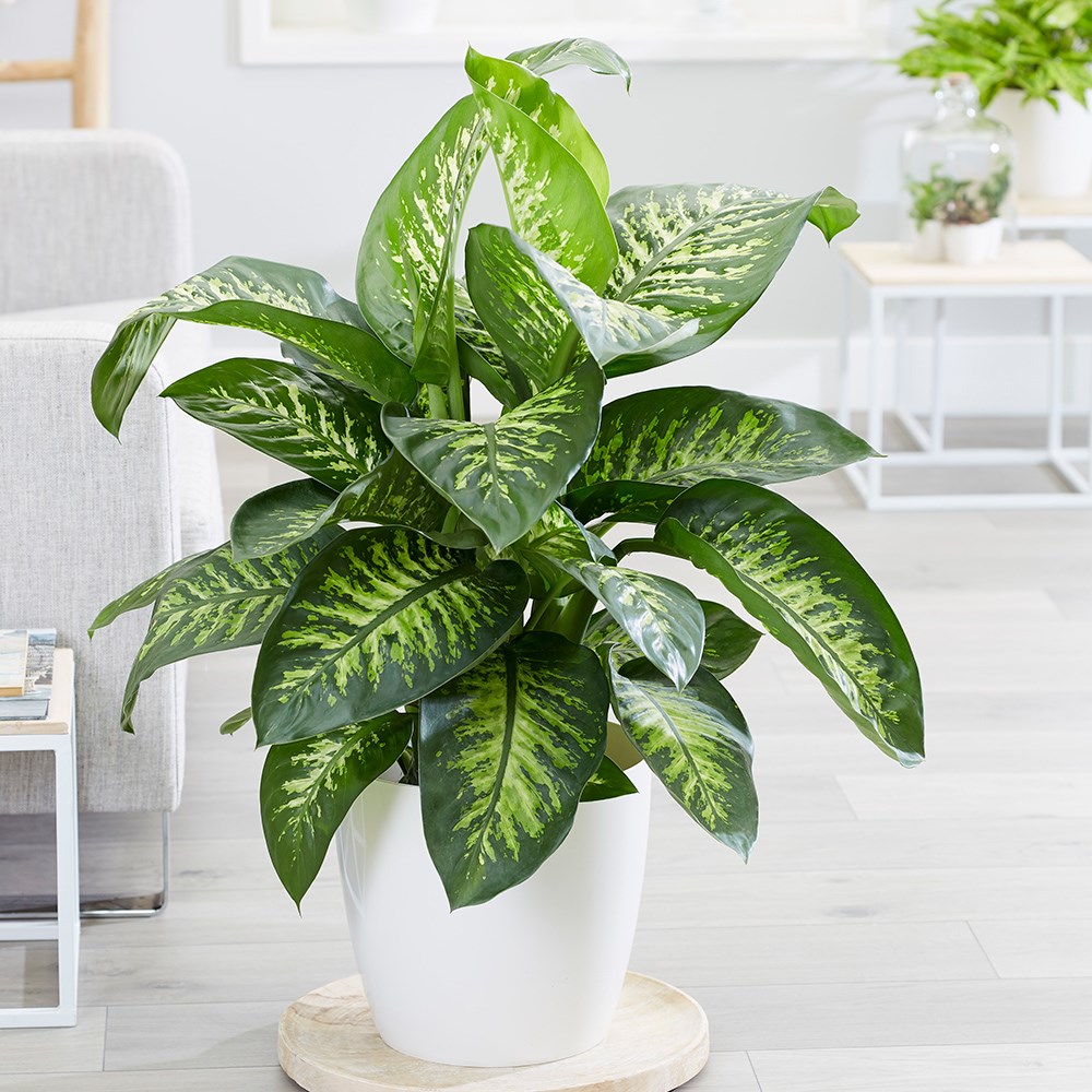 Dieffenbachia Tropic Snow | Dumb Cane