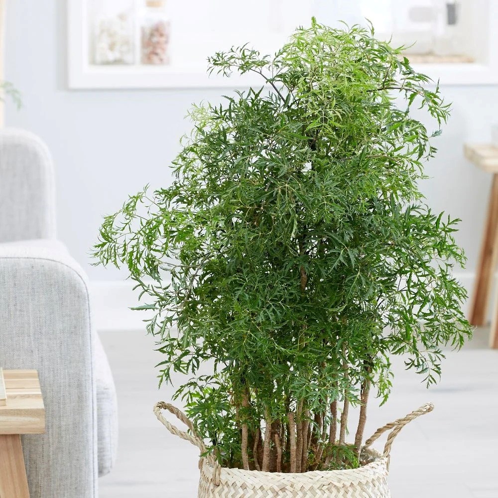 Polyscias Fruticosa Ming | Ming Tree