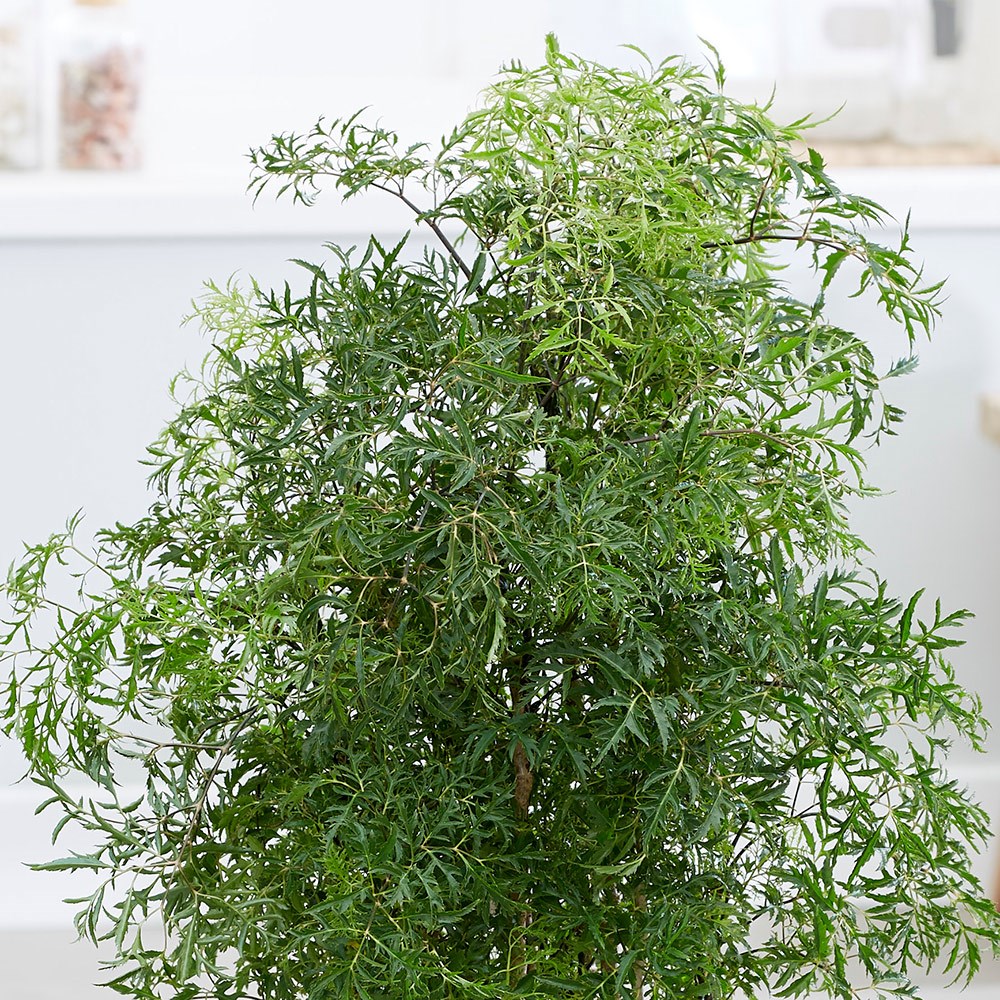 Polyscias Fruticosa Ming | Ming Tree