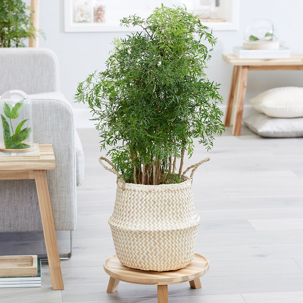 Polyscias Fruticosa Ming | Ming Tree