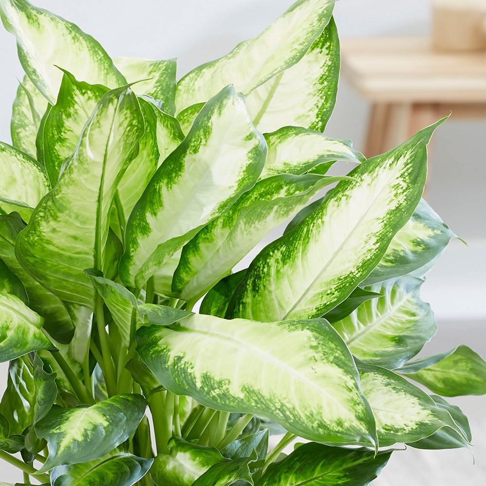 Dieffenbachia Camille | Dumb Cane