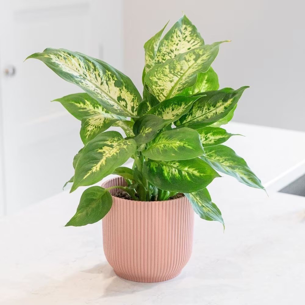 Dieffenbachia Camille | Dumb Cane