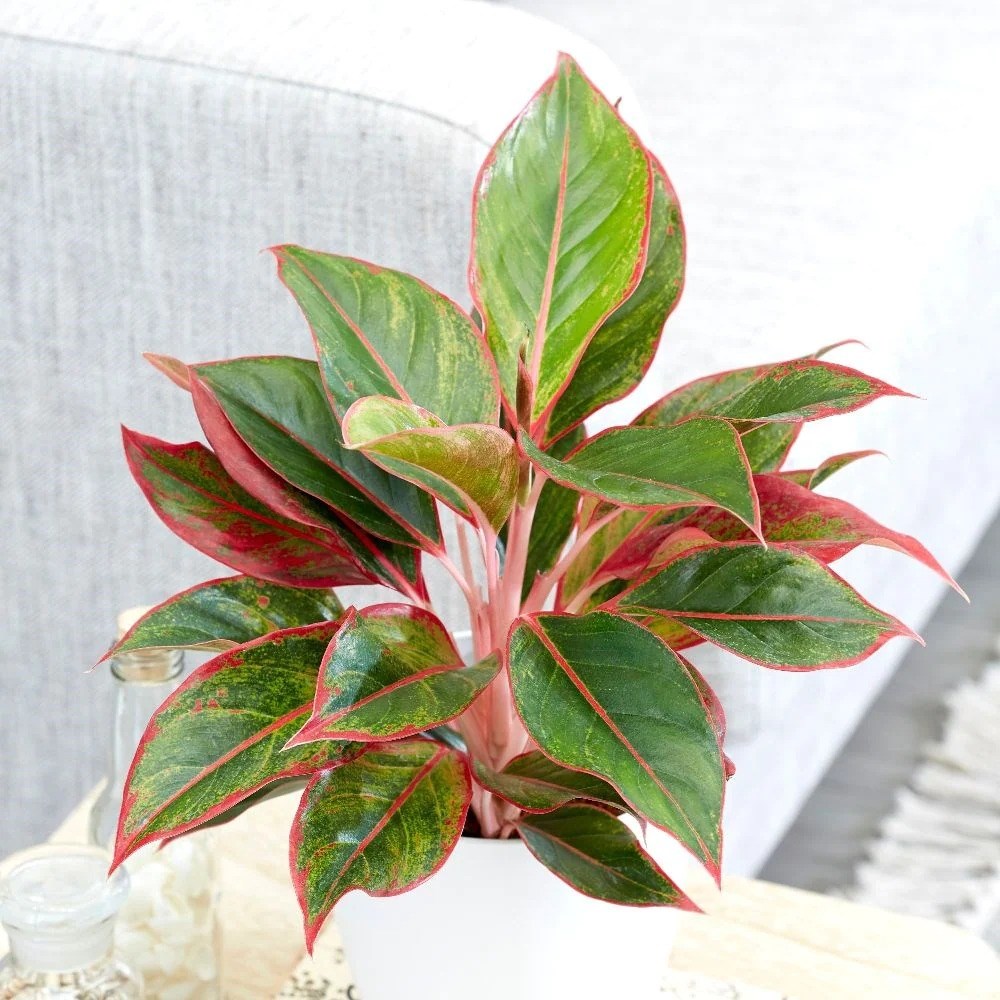 Aglaonema Crete | Chinese Evergreen