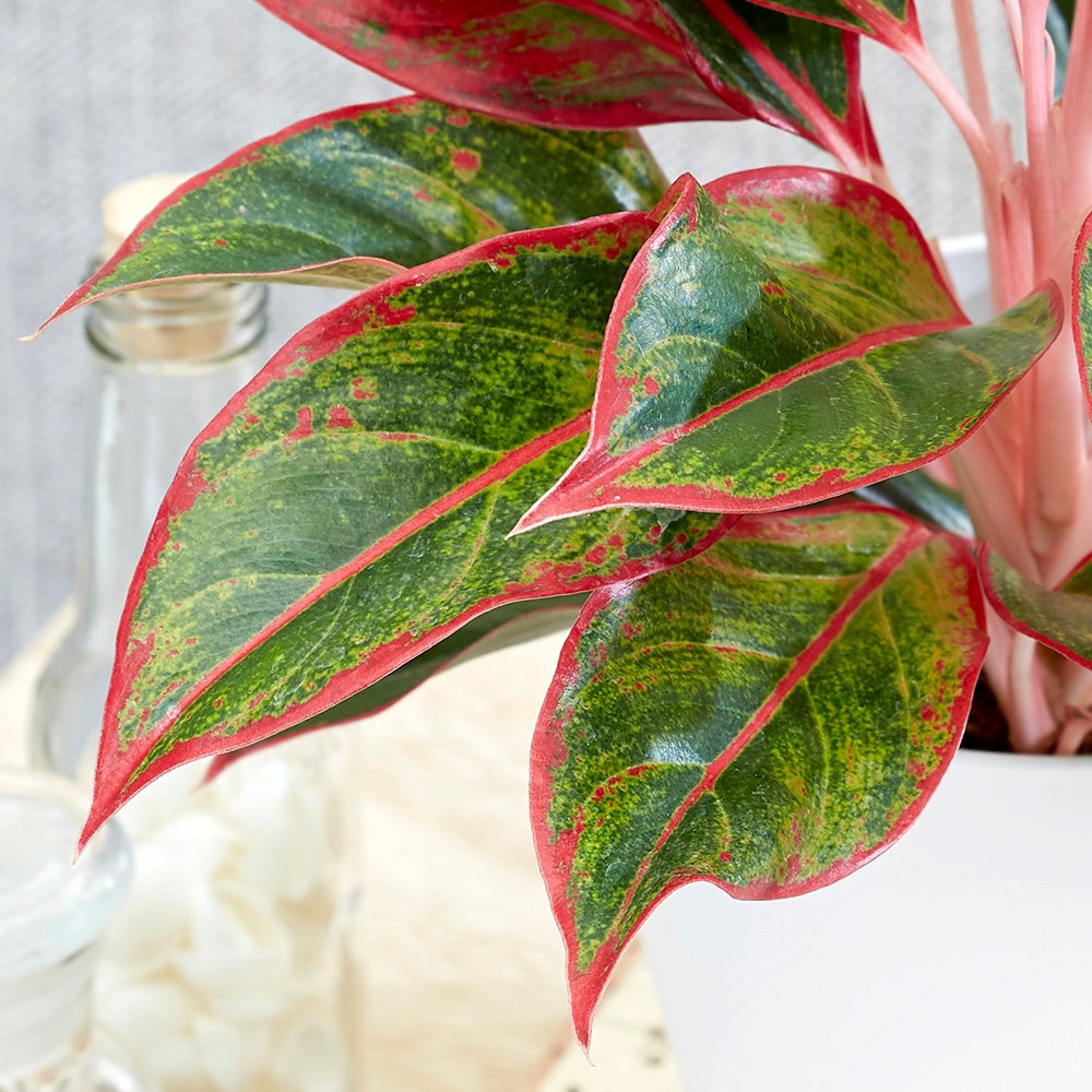 Aglaonema Crete | Chinese Evergreen