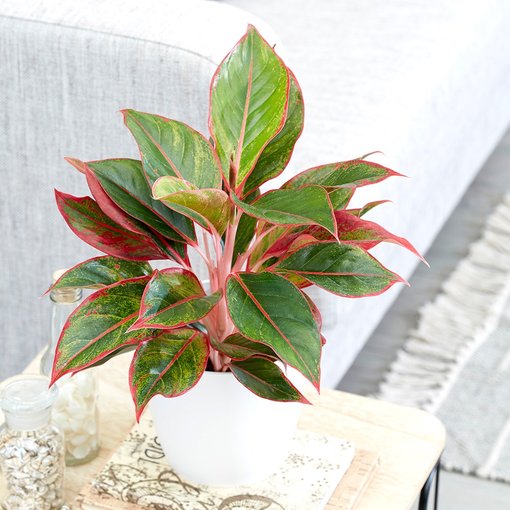 Aglaonema Crete | Chinese Evergreen