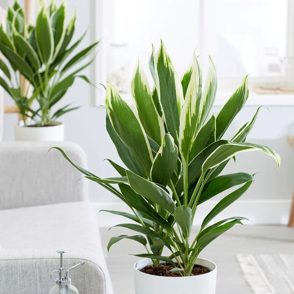 Cordyline Fruticosa Conga | Good Luck Plant