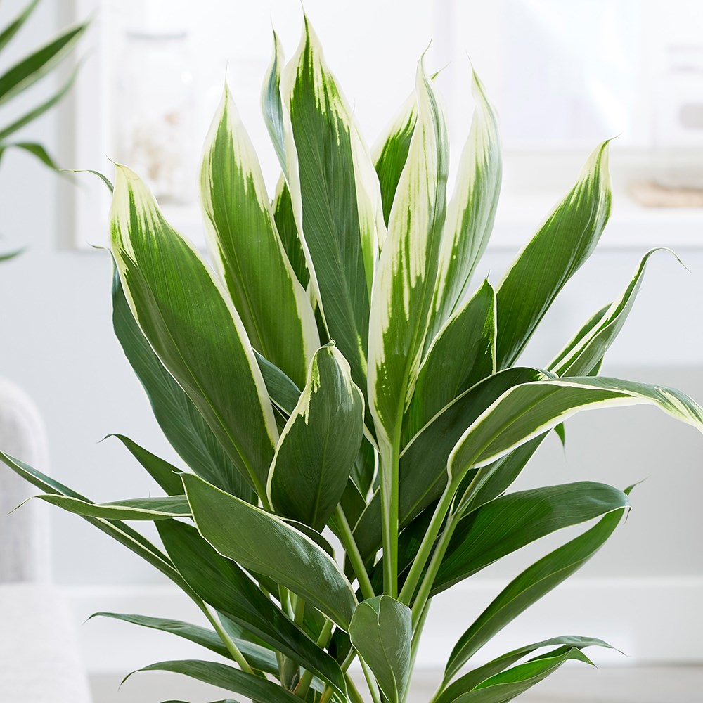 Cordyline Fruticosa Conga | Good Luck Plant