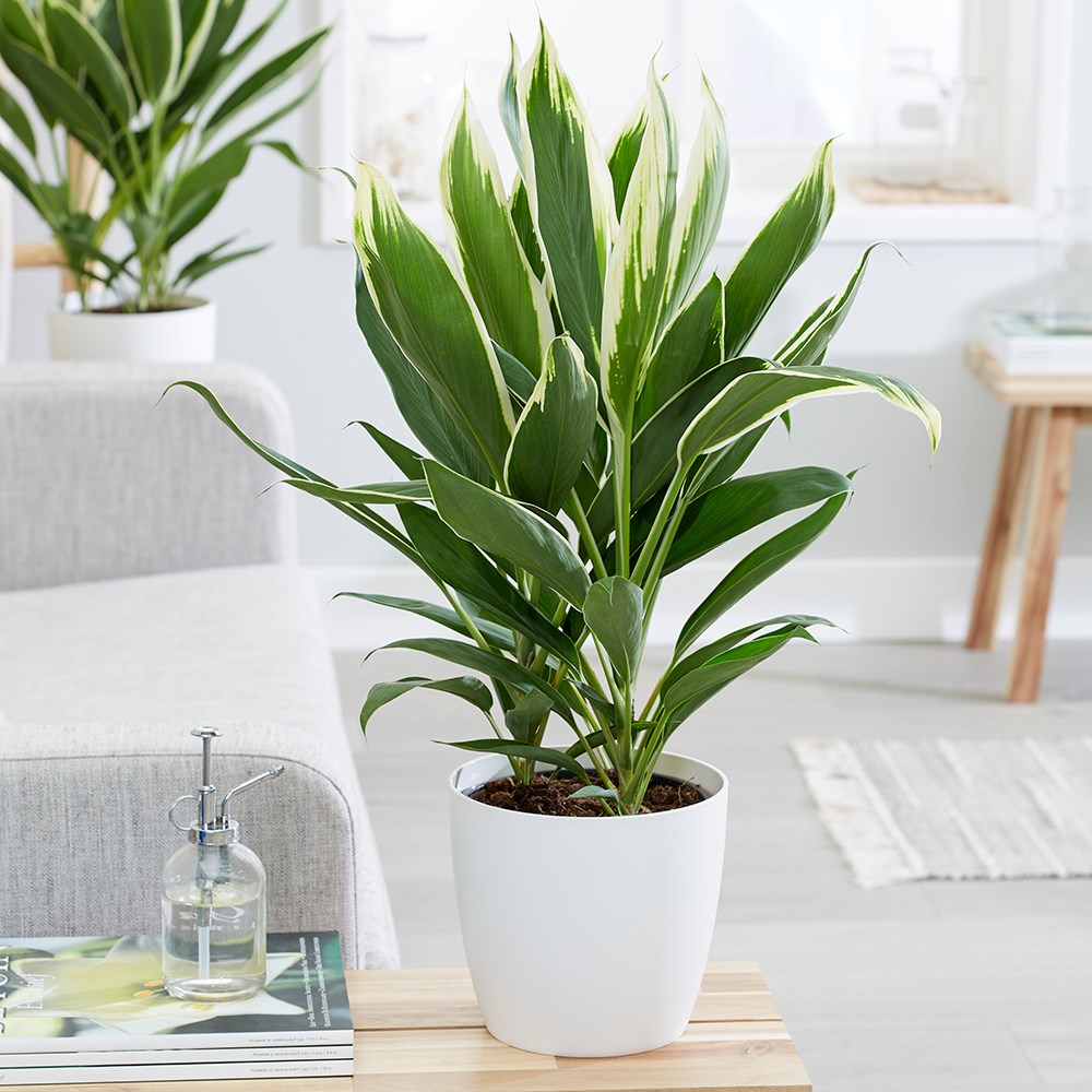 Cordyline Fruticosa Conga | Good Luck Plant