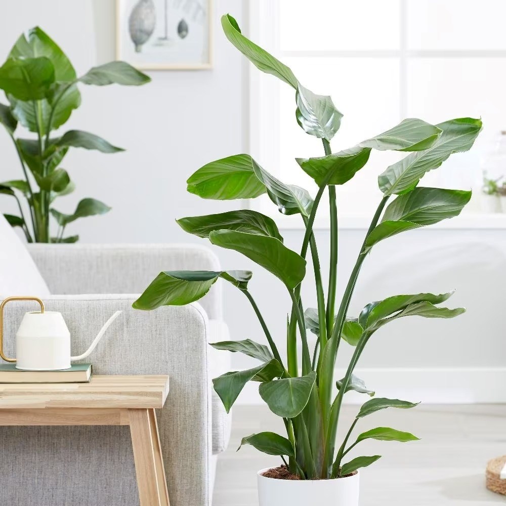 Strelitzia Nicolai | Giant White Bird Of Paradise Or Wild Banana