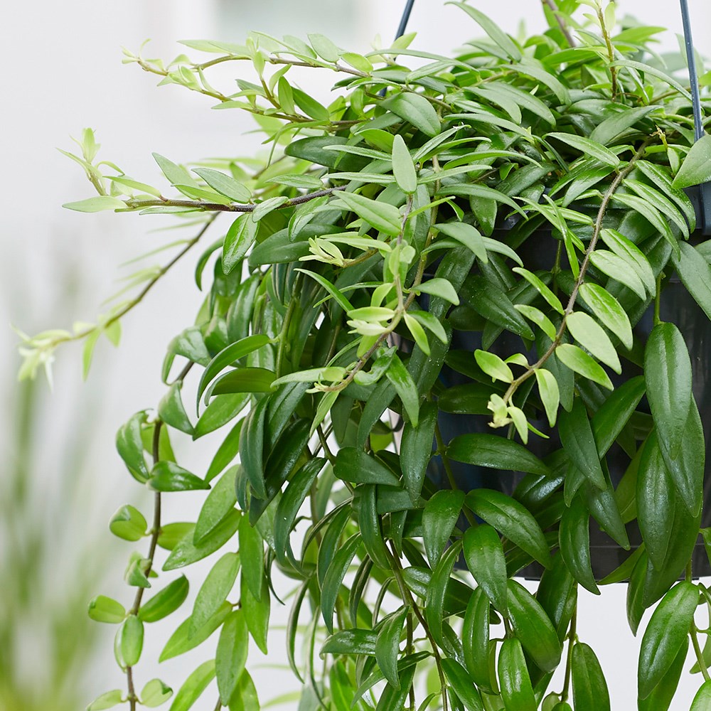 Aeschynanthus Japhrolepis | Lipstick Plant