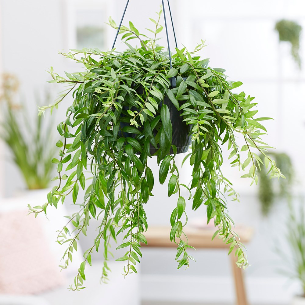 Aeschynanthus Japhrolepis | Lipstick Plant