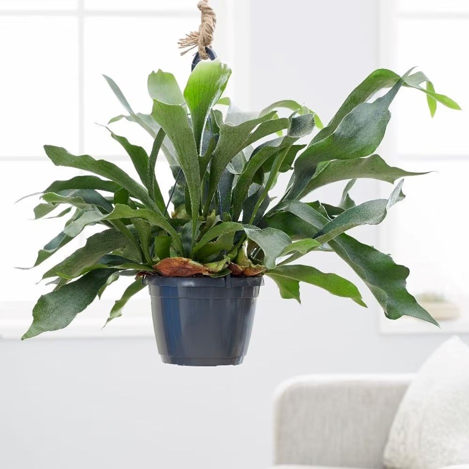 Platycerium bifurcatum | Common Staghorn Fern