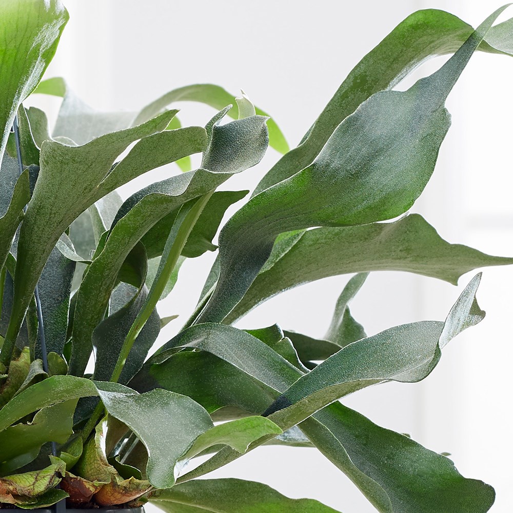 Platycerium bifurcatum | Common Staghorn Fern