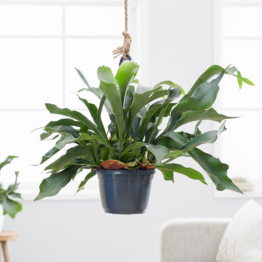 Platycerium bifurcatum | Common Staghorn Fern