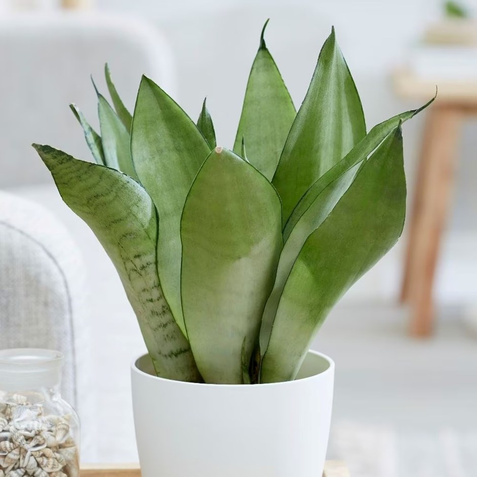 Sansevieria Trifasciata Moonshine | Mother-In-Law's Tongue