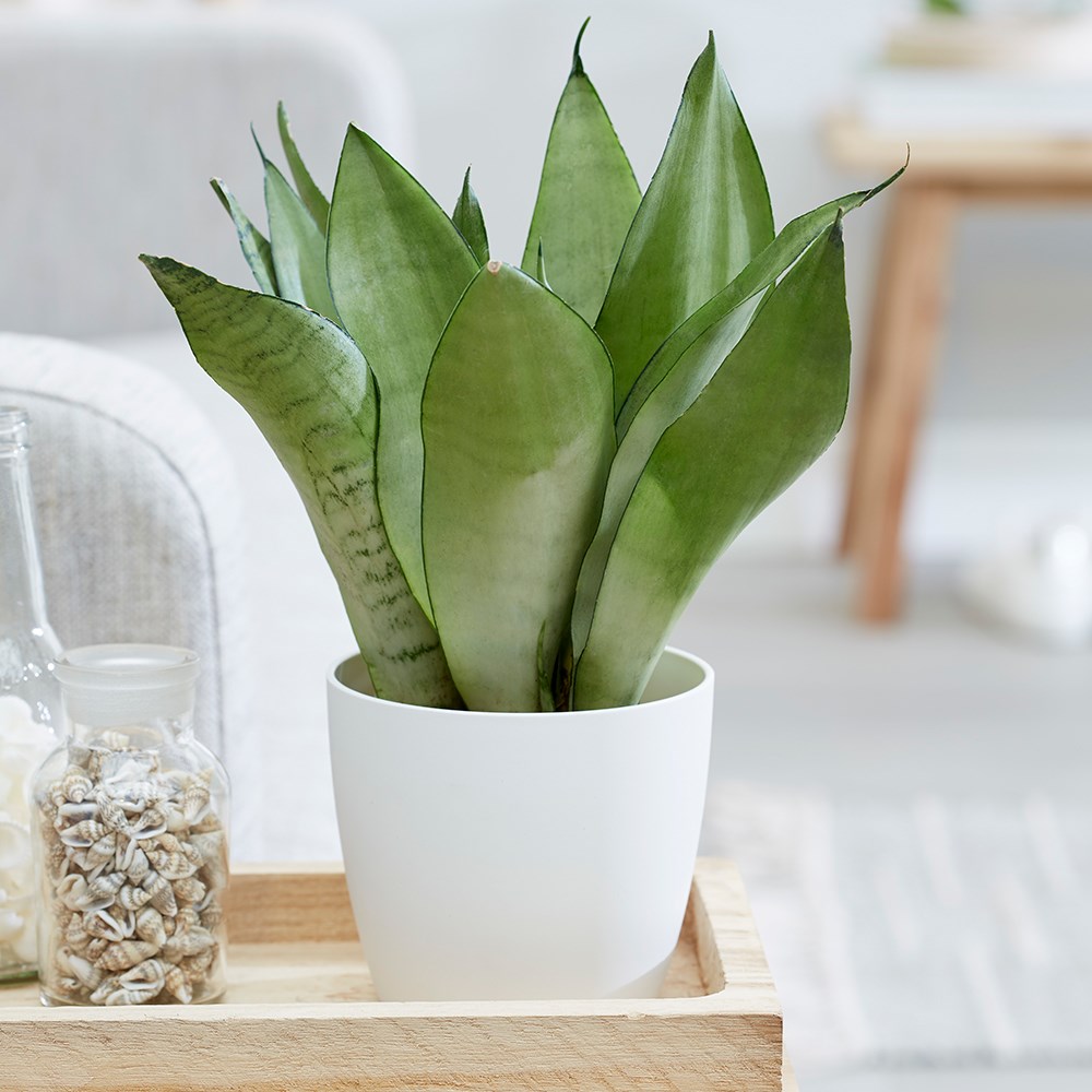 Sansevieria Trifasciata Moonshine | Mother-In-Law's Tongue