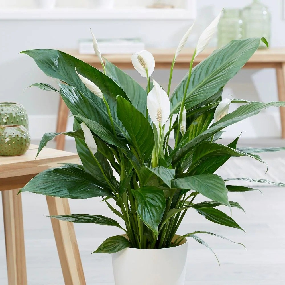Spathiphyllum Bingo Cupido | Peace Lily