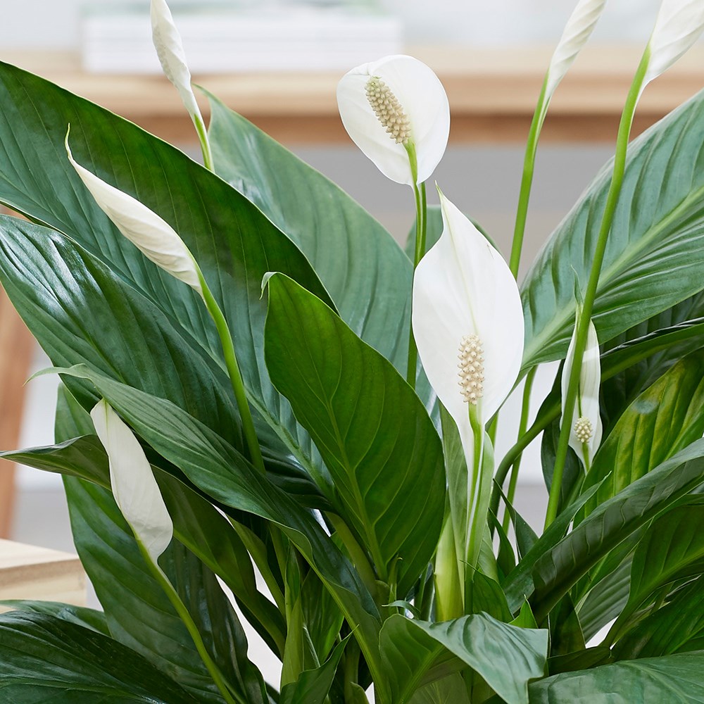 Spathiphyllum Bingo Cupido | Peace Lily