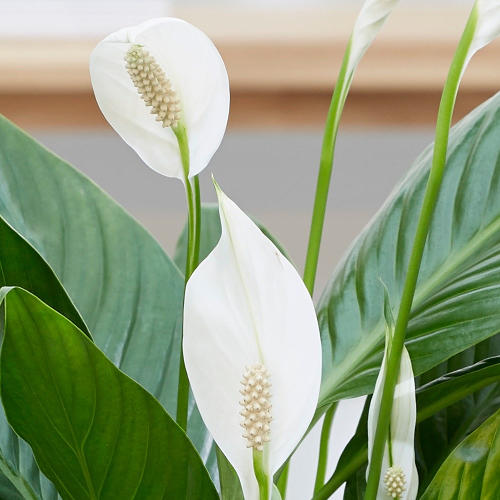 Spathiphyllum Bingo Cupido | Peace Lily