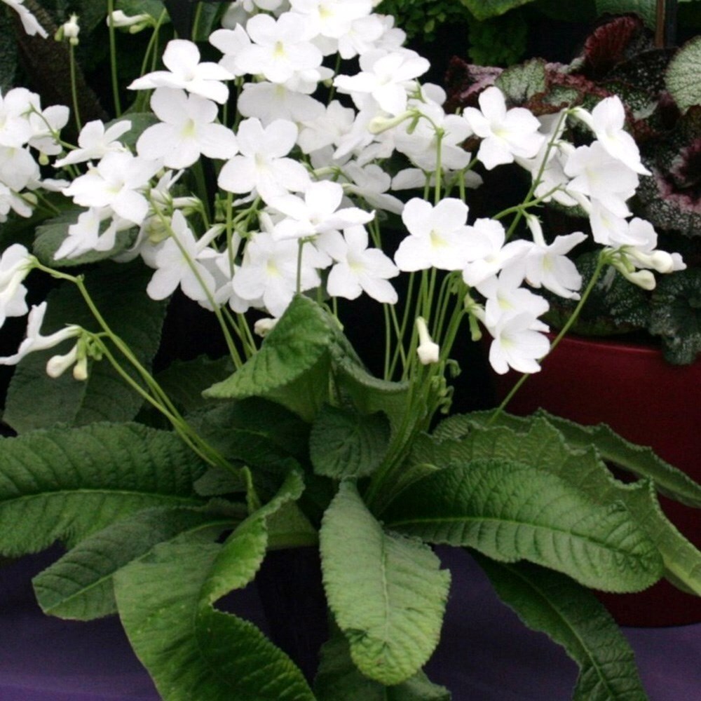 Streptocarpus Albatross | Cape Primrose