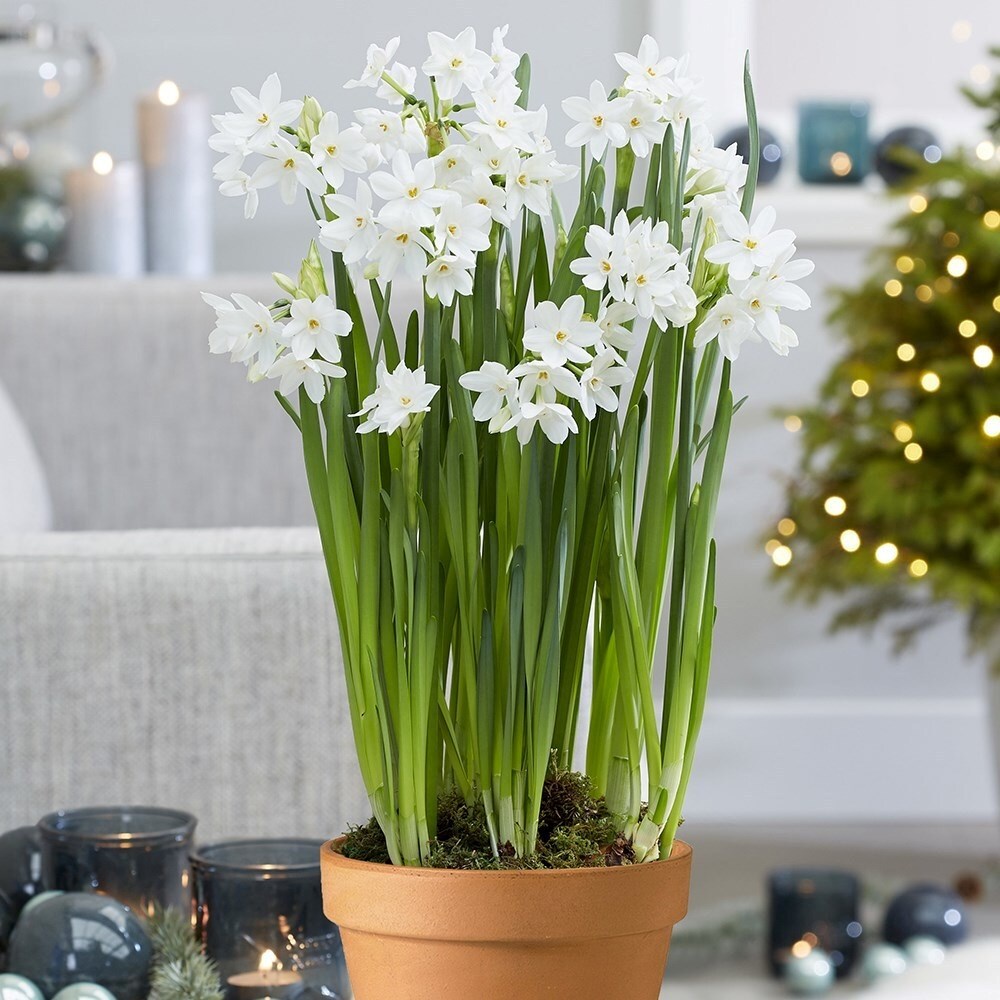 Fragrant Paperwhites