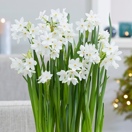 Paperwhites and terracotta pot