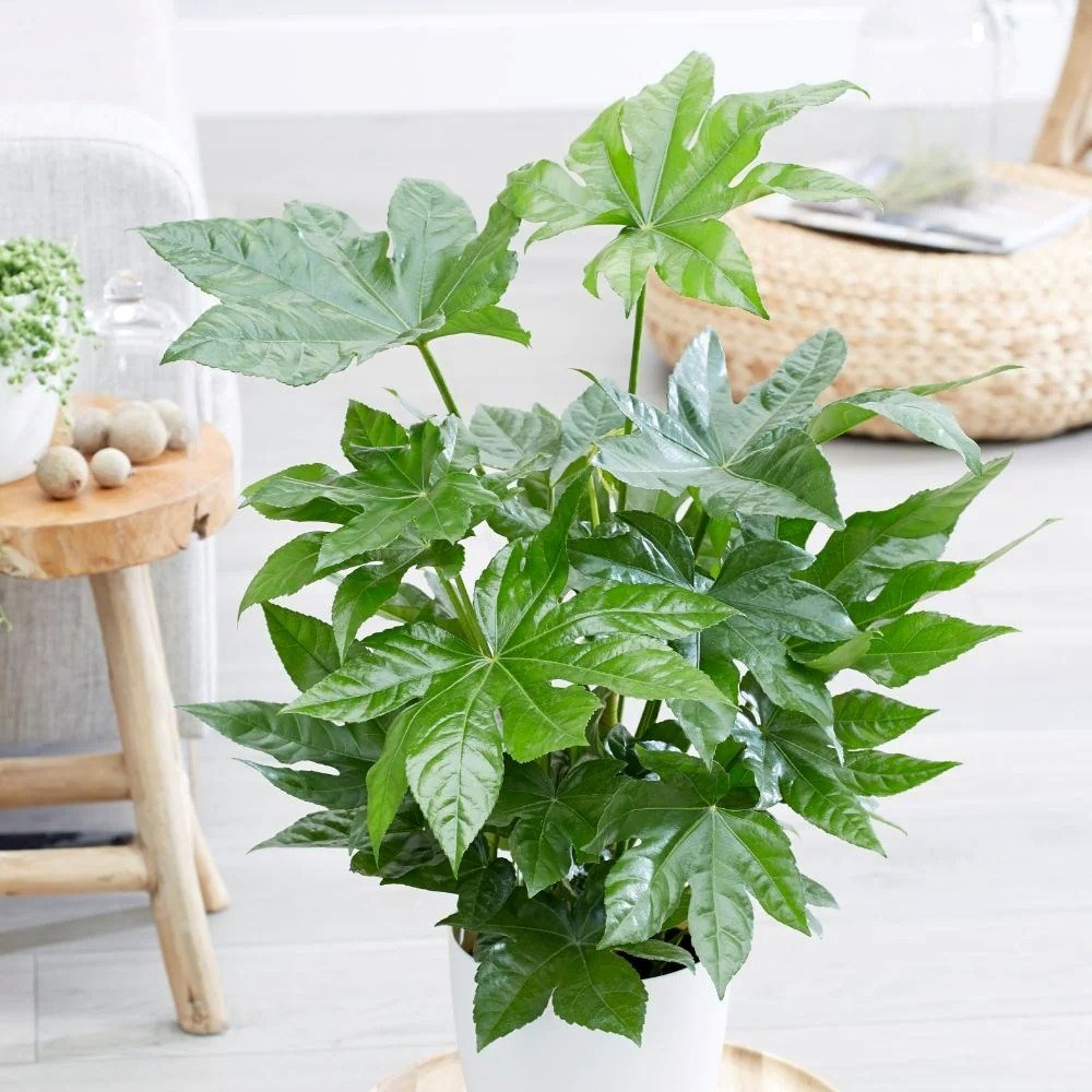 Fatsia Japonica | Japanese Aralia