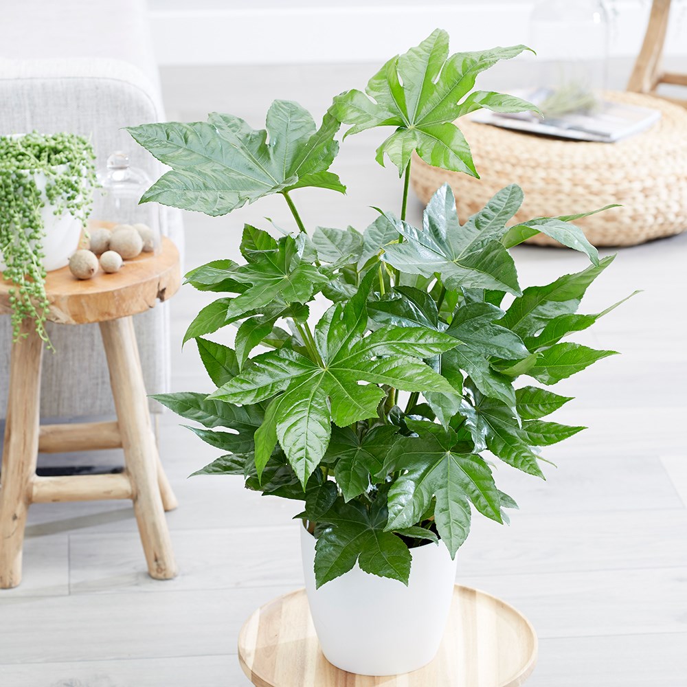 Fatsia Japonica | Japanese Aralia