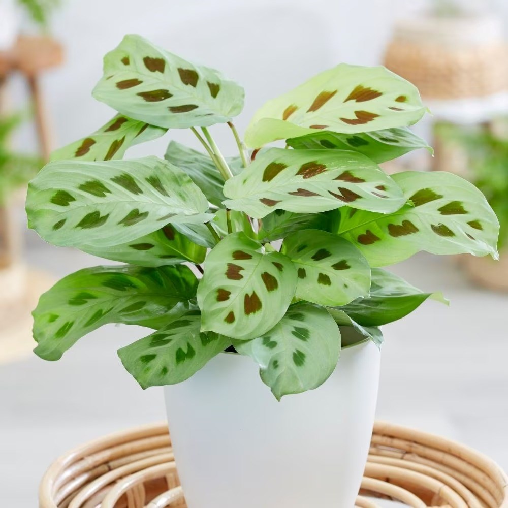 Maranta leuconeura | Prayer Plant