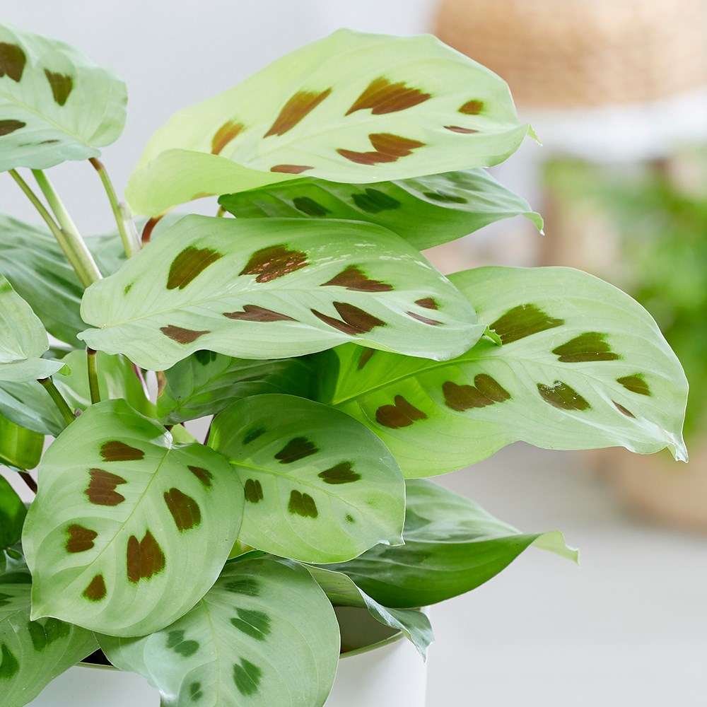 Maranta leuconeura | Prayer Plant