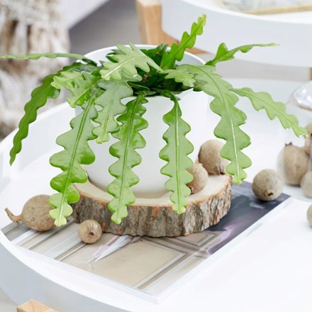 Epiphyllum anguliger | Fishbone Cactus
