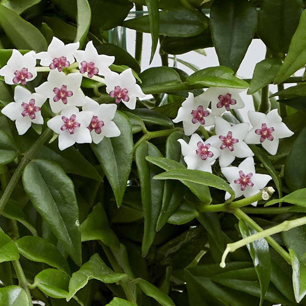 Hoya lanceolata subsp. bella | Beautiful Wax Plant or Wax Flower