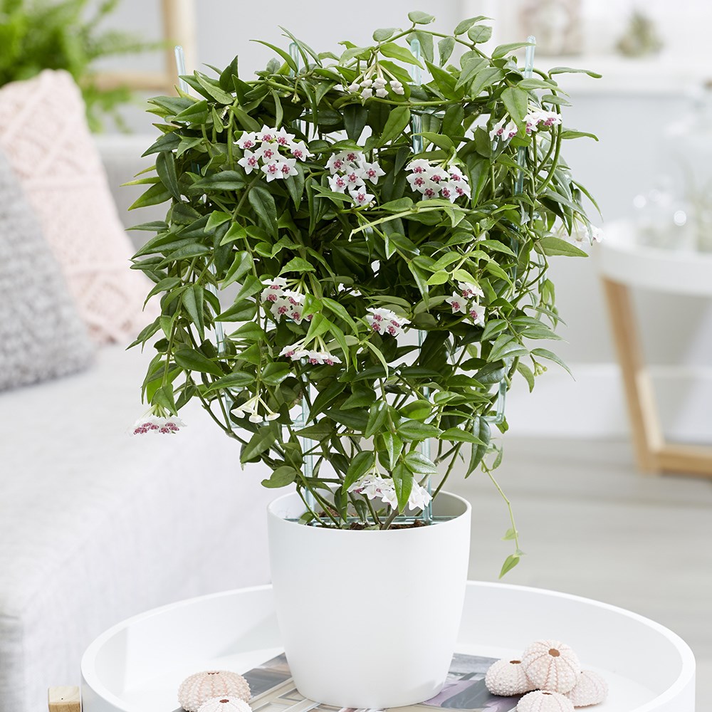 Hoya lanceolata subsp. bella | Beautiful Wax Plant or Wax Flower