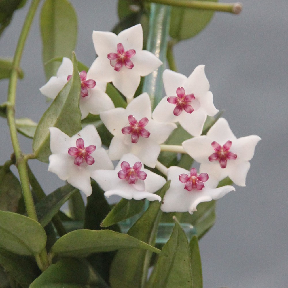 Hoya lanceolata subsp. bella | Beautiful Wax Plant or Wax Flower