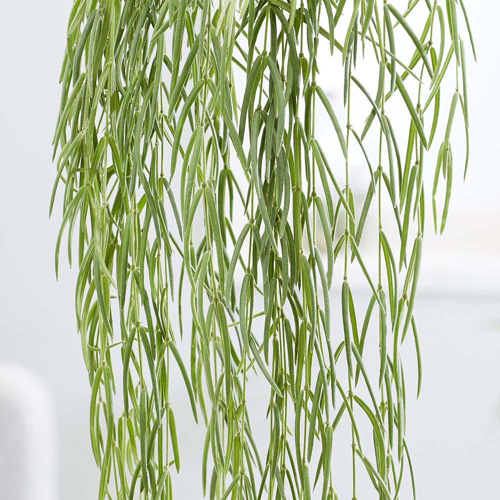 Hoya Linearis | Wax Flower
