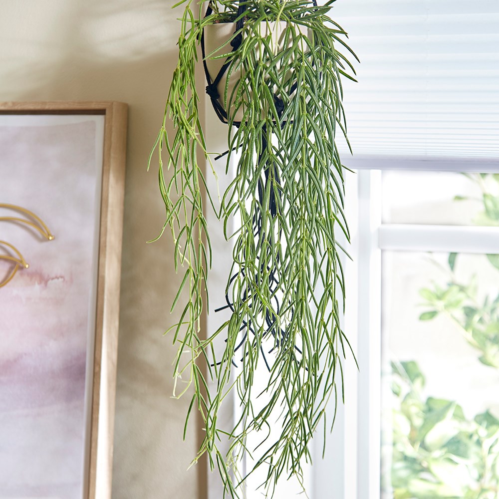 Hoya Linearis | Wax Flower