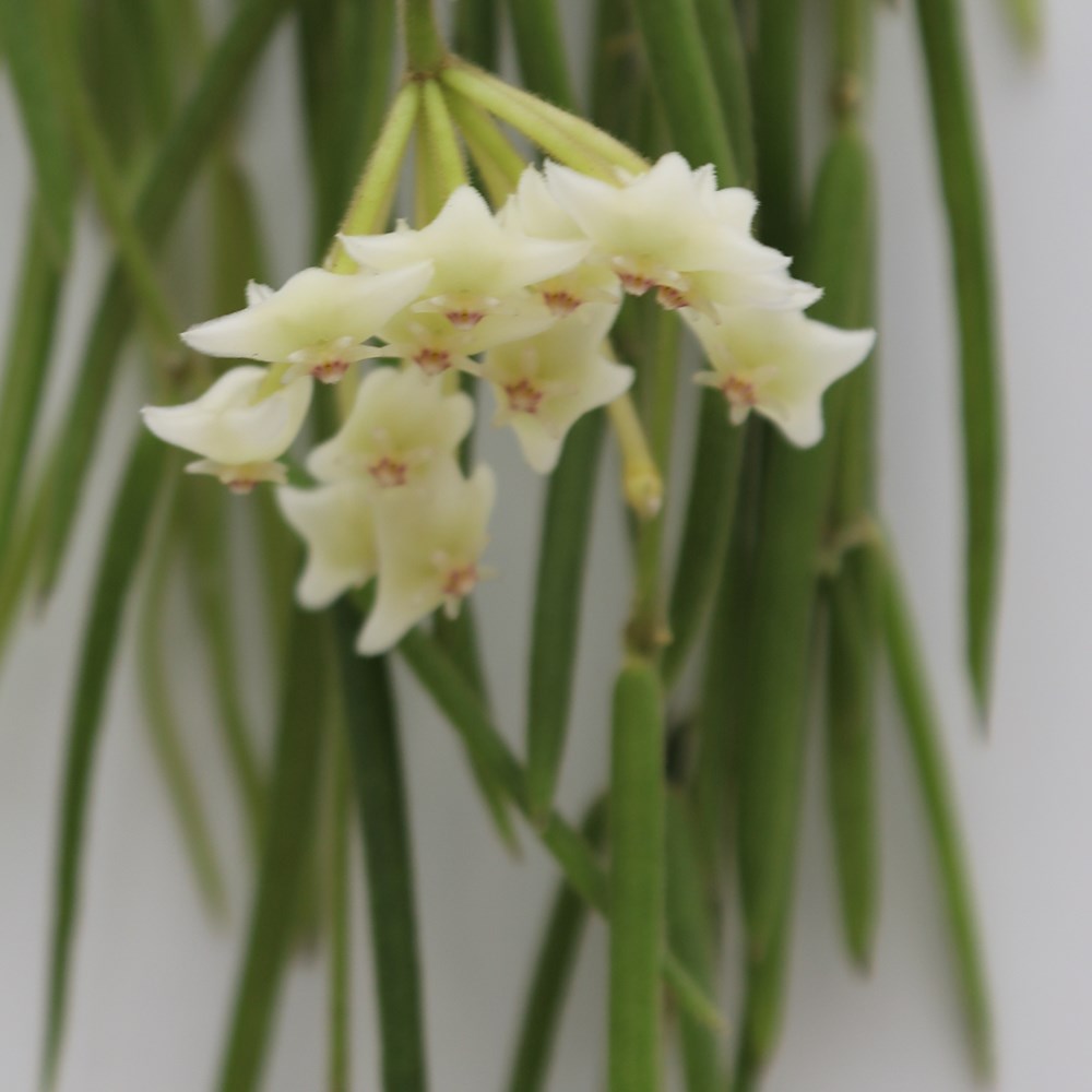 Hoya Linearis | Wax Flower