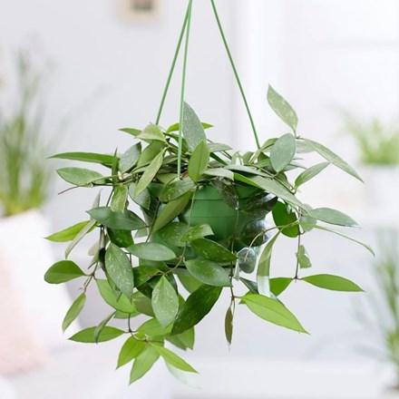 Hoya gracilis | Wax Plant or Wax Flower | 14cm Hanging Pot